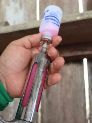 A Agência de Defesa Agropecuária e Florestal do Estado do Amazonas (Adaf) prorrogou a vacinação contra a raiva dos herbívoros em seis municípios com imunização compulsória. A campanha de vacinação prevista para encerrar no dia 30 de setembro segue, agora, até o dia 28 de novembro deste ano.