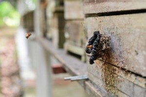 O Instituto de Proteção Ambiental do Amazonas (Ipaam) registrou aumento no número de criadores de abelhas sem ferrão no estado, que agora soma 283 produtores licenciados. A atividade, regulamentada pela Gerência de Fauna (GFAU), vem ganhando espaço em diferentes municípios por envolver manejo de espécies nativas e produção sustentável de mel e derivados.