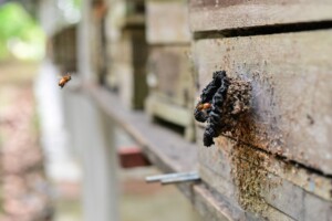 O Instituto de Proteção Ambiental do Amazonas (Ipaam) registrou aumento no número de criadores de abelhas sem ferrão no estado, que agora soma 283 produtores licenciados. A atividade, regulamentada pela Gerência de Fauna (GFAU), vem ganhando espaço em diferentes municípios por envolver manejo de espécies nativas e produção sustentável de mel e derivados.